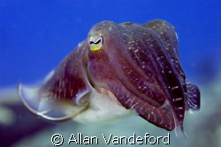 Cuttlefish found at Rainbow Reef, Russell Island Group, S... by Allan Vandeford 